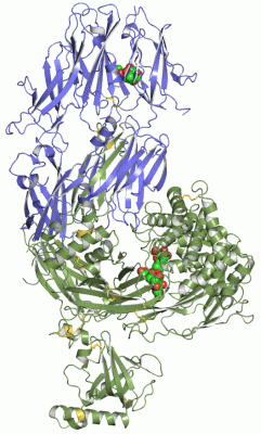 Image Asym./Biol. Unit - manually