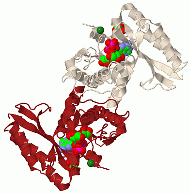 Image Biol.Unit 1 - manually