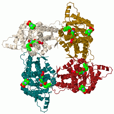 Image Biol.Unit 1 - manually