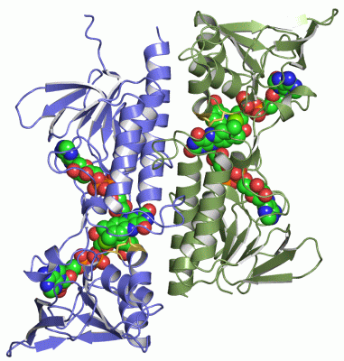 Image Asym./Biol. Unit - manually