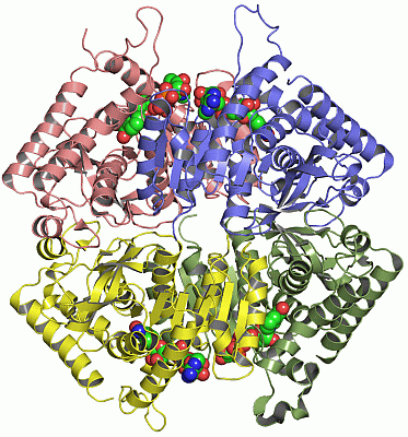 Image Asym./Biol. Unit - manually