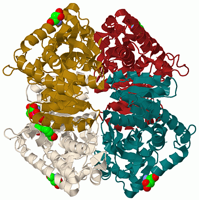 Image Biol.Unit 1 - manually