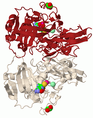 Image Biol.Unit 1 - manually
