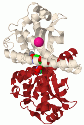 Image Biol.Unit 1 - manually