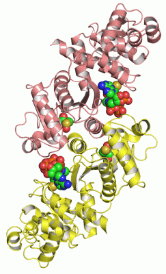 Image Asym./Biol. Unit - manually