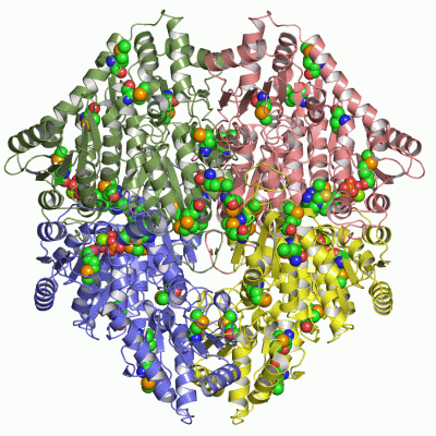 Image Asym./Biol. Unit - manually