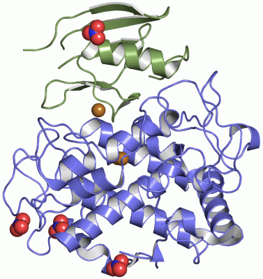 Image Asym./Biol. Unit - manually