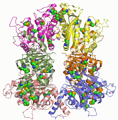 Image Asym./Biol. Unit - manually