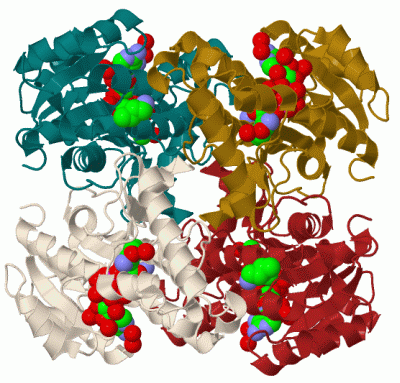 Image Biol.Unit 1 - manually