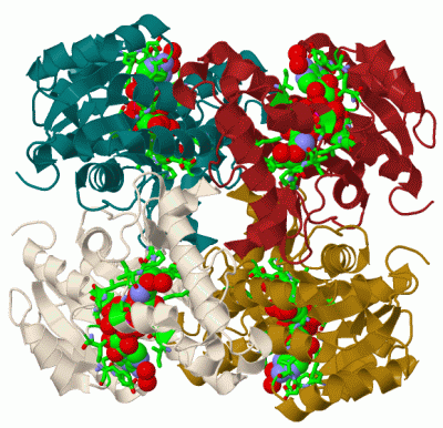 Image Biol.Unit 1 - manually