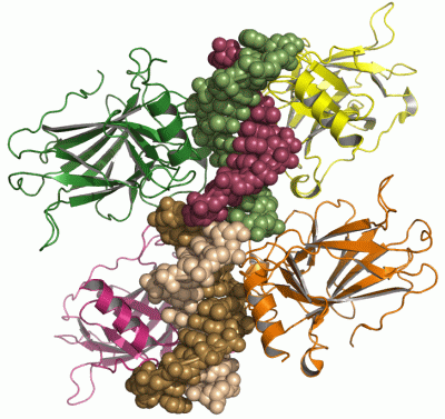 Image Asym./Biol. Unit - manually