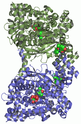 Image Asym./Biol. Unit - manually