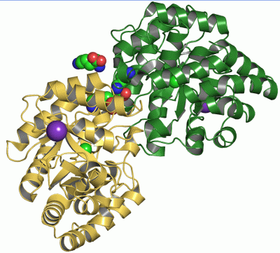 Image Asym./Biol. Unit - manually