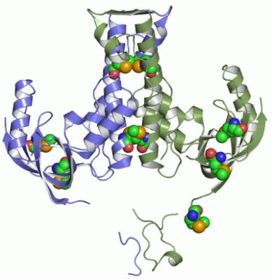 Image Asym./Biol. Unit - manually