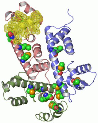 Image Asym./Biol. Unit - manually