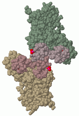 Image Biol.Unit 1 - manually