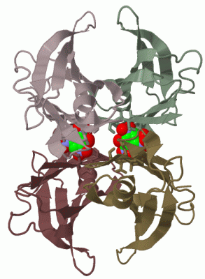 Image Biol.Unit 1 - manually