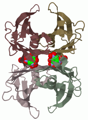 Image Biol.Unit 1 - manually