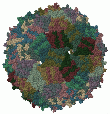 Image Biol.Unit 1 - manually