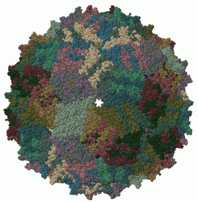 Image Biol.Unit 1 - manually