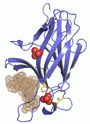 Image Asym./Biol. Unit - manually