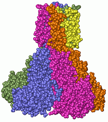 Image Asym./Biol. Unit - manually