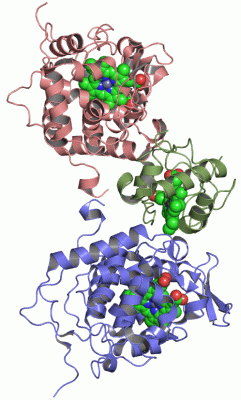 Image Asym./Biol. Unit - manually