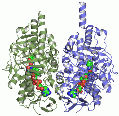 Image Asym./Biol. Unit - manually