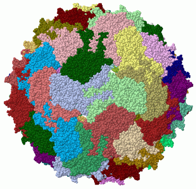 Image Biol.Unit 1 - manually