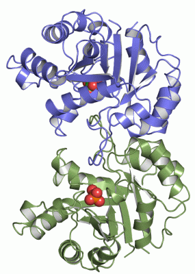 Image Asym./Biol. Unit - manually