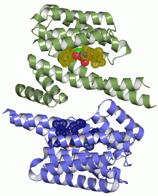 Image Asym./Biol. Unit - manually