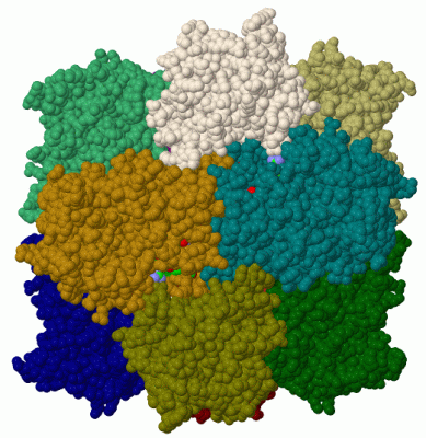 Image Biol.Unit 1 - manually