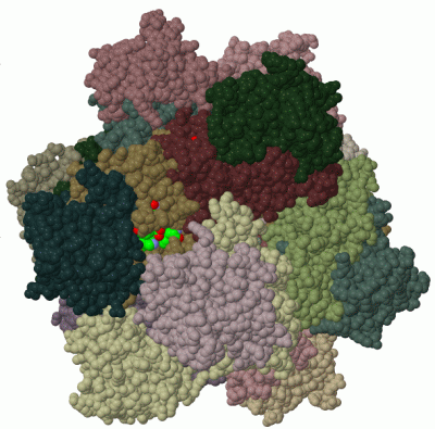 Image Biol.Unit 1 - manually