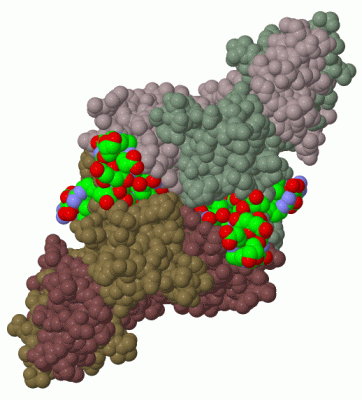 Image Biol.Unit 1 - manually