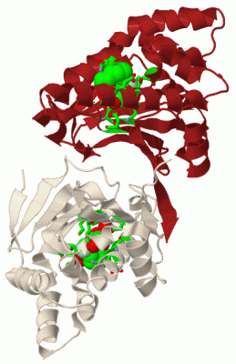 Image Biol.Unit 1 - manually