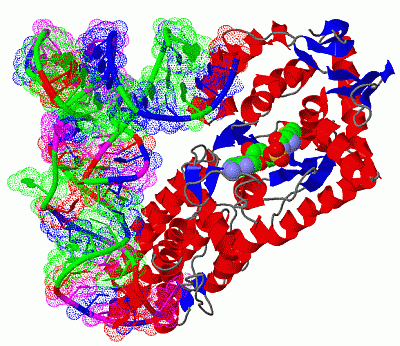 Image Biol.Unit 1 - manually