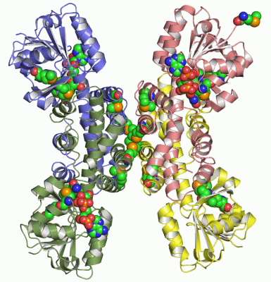 Image Asym./Biol. Unit - manually