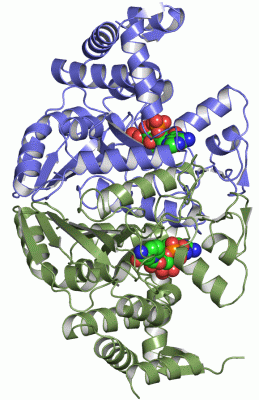 Image Asym./Biol. Unit - manually