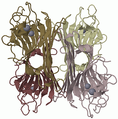 Image Biol.Unit 1 - manually