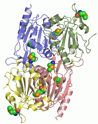 Image Asym./Biol. Unit - manually