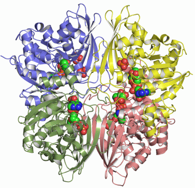 Image Asym./Biol. Unit - manually