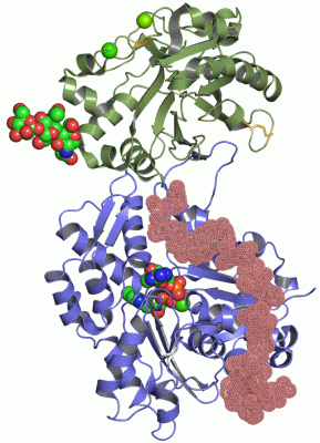 Image Asym./Biol. Unit - manually