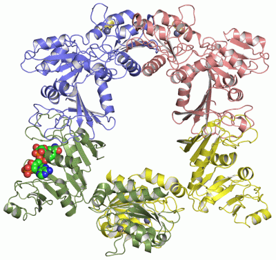 Image Asym./Biol. Unit - manually