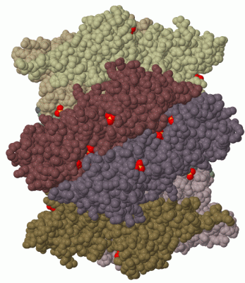 Image Biol.Unit 1 - manually