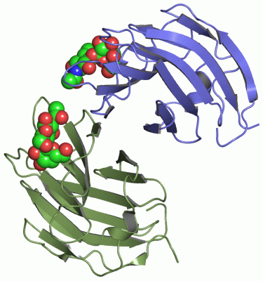 Image Asym./Biol. Unit - manually