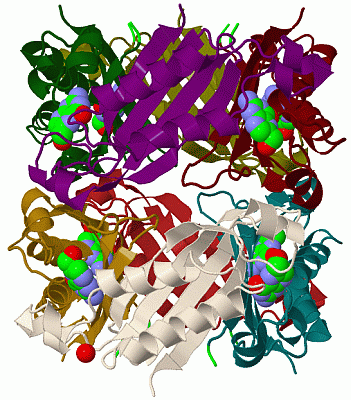 Image Biol.Unit 1 - manually