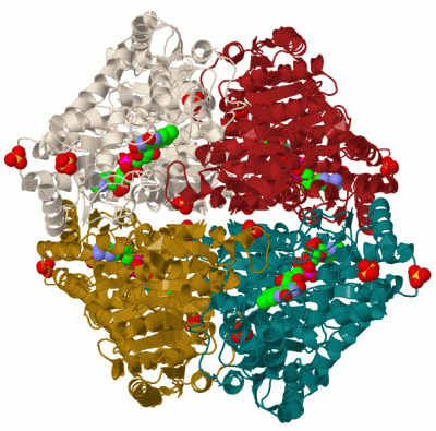 Image Biol.Unit 1 - manually