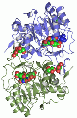 Image Asym./Biol. Unit - manually