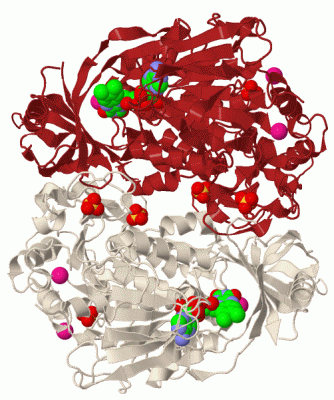 Image Biol.Unit 1 - manually