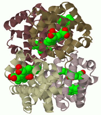 Image Biol.Unit 1 - manually